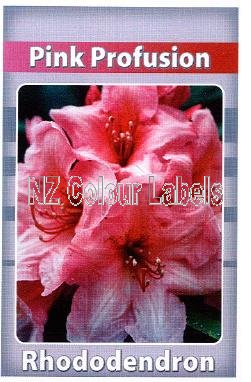 RHODODENDRON Pink Profusion - Click Image to Close