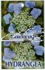 HYDRANGEA Lacecap Blue