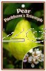 PEAR Packham's Triumph