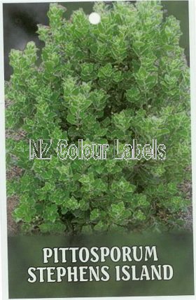 PITTOSPORUM Stephens Island - Click Image to Close