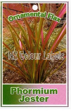 PHORMIUM Jester - Click Image to Close