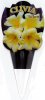 CLIVIA Yellow