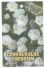 CONVOLVULUS cneorum