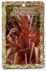 PHORMIUM Pink Panther