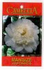 CAMELLIA Mansize Japonica