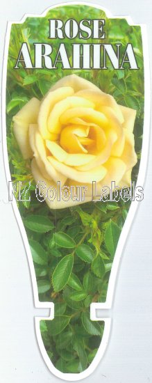 ROSE MINIATURE Arahina - Click Image to Close