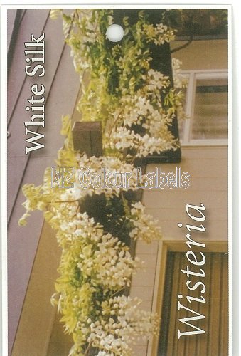 WISTERIA White Silk - Click Image to Close