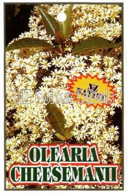 OLEARIA cheesemanii - Click Image to Close