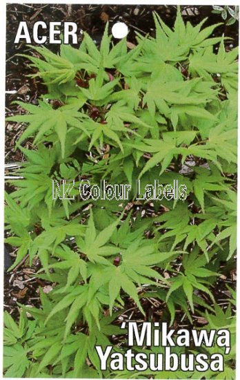 ACER palmatum Mikawa Yatsubusa - Click Image to Close