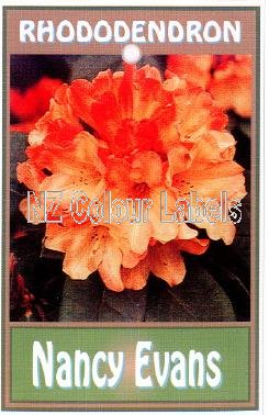 RHODODENDRON Nancy Evans - Click Image to Close