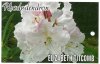 RHODODENDRON Elizabeth Titcomb