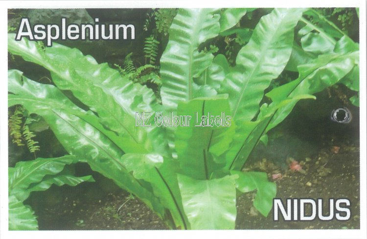 ASPLENIUM nidus [Bird's Nest Fern] - Click Image to Close