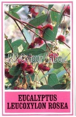 EUCALYPTUS leucoxylon Rosea - Click Image to Close