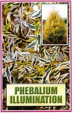 PHEBALIUM Illumination - Click Image to Close