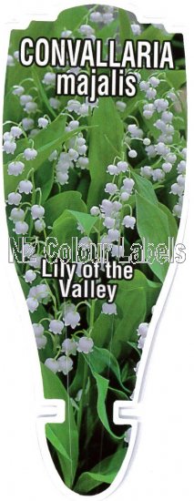 CONVALLARIA majalis (Lily of the Valley) - Click Image to Close