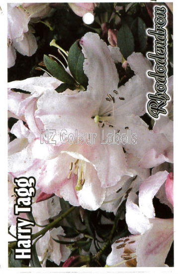 RHODODENDRON Harry Tagg - Click Image to Close