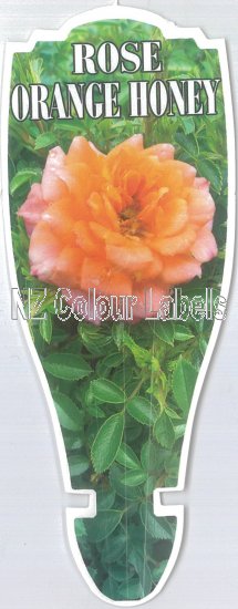 ROSE MINIATURE Orange Honey - Click Image to Close