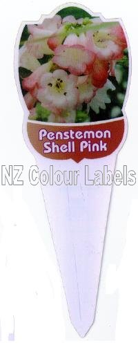 PENSTEMON Shell Pink - Click Image to Close