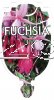 FUCHSIA - GENERAL