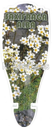 SAXIFRAGA ALBA - Click Image to Close