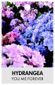 HYDRANGEA macrophylla 'You Me Forever' HYDRANGEA macrophylla 'You Me Forever'