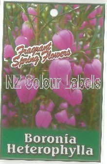 BORONIA heterophylla Red - Click Image to Close