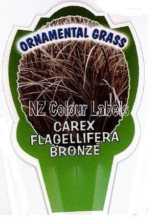 CAREX flagellifera Bronze - Click Image to Close