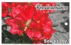 RHODODENDRON Belva's Joy