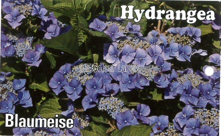 HYDRANGEA Blaumeise - Click Image to Close