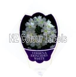 VERBENA erinoides White - Click Image to Close