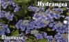 HYDRANGEA Blaumeise