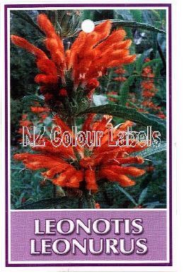 LEONOTIS leonurus - Click Image to Close