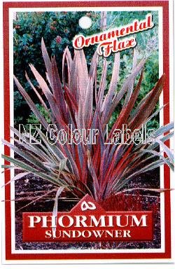 PHORMIUM Sundowner - Click Image to Close