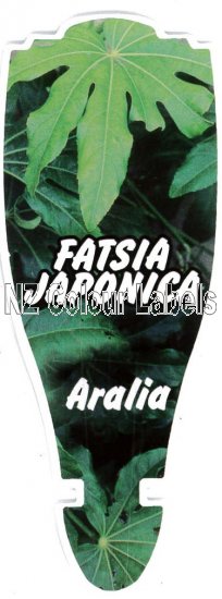 FATSIA japonica - Click Image to Close