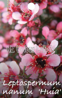 LEPTOSPERMUM Nanum Huia - Click Image to Close