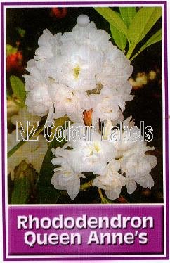 RHODODENDRON Queen Anne's - Click Image to Close