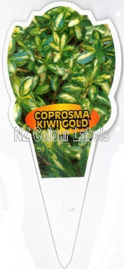 COPROSMA Kiwi Gold - Click Image to Close