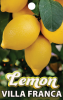 LEMON Villa Franca