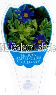 FELICIA amelloides Variegata - Click Image to Close