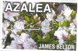 AZALEA Evergreen JAMES BELTON