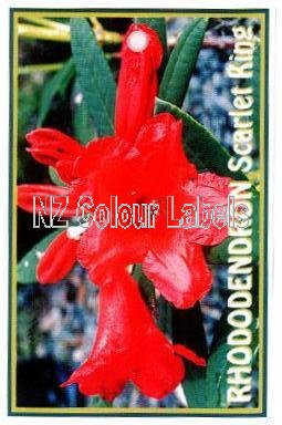 RHODODENDRON Scarlet King - Click Image to Close