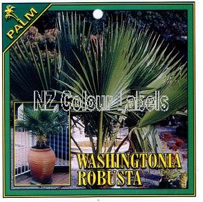 WASHINGTONIA robusta [Thread Palm] - Click Image to Close