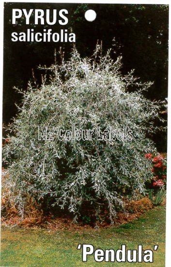 PYRUS salicifolia Pendula - Click Image to Close