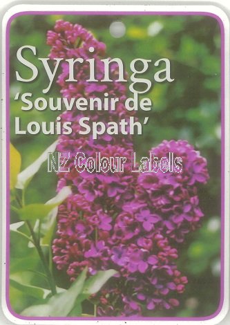 SYRINGA Souvinir De Louis Spath - Click Image to Close