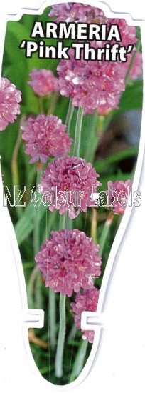 ARMERIA maritima [Pink Thrift] - Click Image to Close