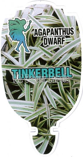 AGAPANTHUS Tinkerbell - Click Image to Close