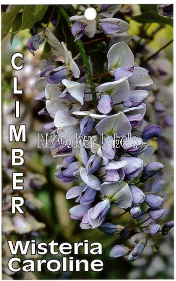 WISTERIA Caroline - Click Image to Close