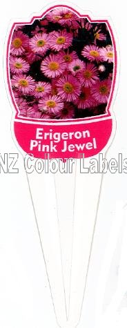 ERIGERON Pink Jewel - Click Image to Close