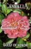 CAMELLIA Guest Of Honour Japonica