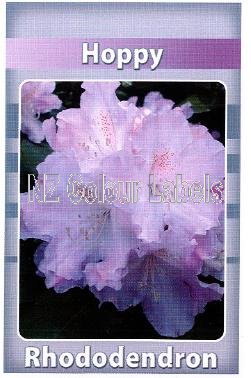 RHODODENDRON Hoppy - Click Image to Close